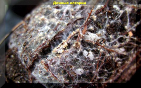 Микориза: секрет здоровья ваших растений