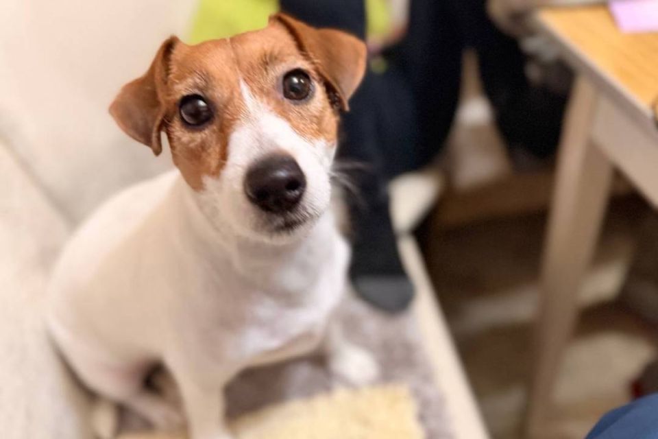 ����������� ������ ������: ������ �� ������ ����, ��������� � ���������� ����, ����� ������ ��������� ����