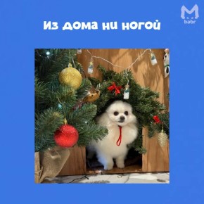 А вы замечали, что в праздники мы все становимся чуть-чуть… своими питомцами?