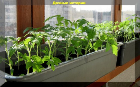 ������� ���������: ������� ������������ ������������� ��� �������� ��������