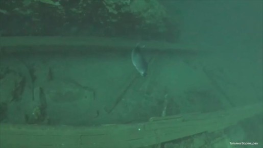 ����� ����� ������� ����������� ������� �� �������