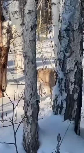 �������� �������