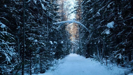 ������ ����, �������!