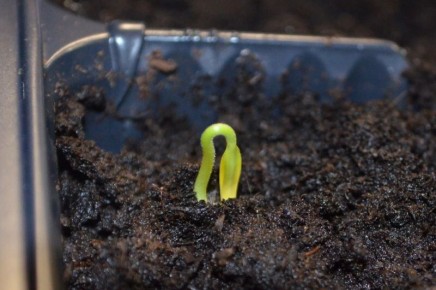 ������ ������ ����� �� ����������: �������� ������� � ������ �� �����