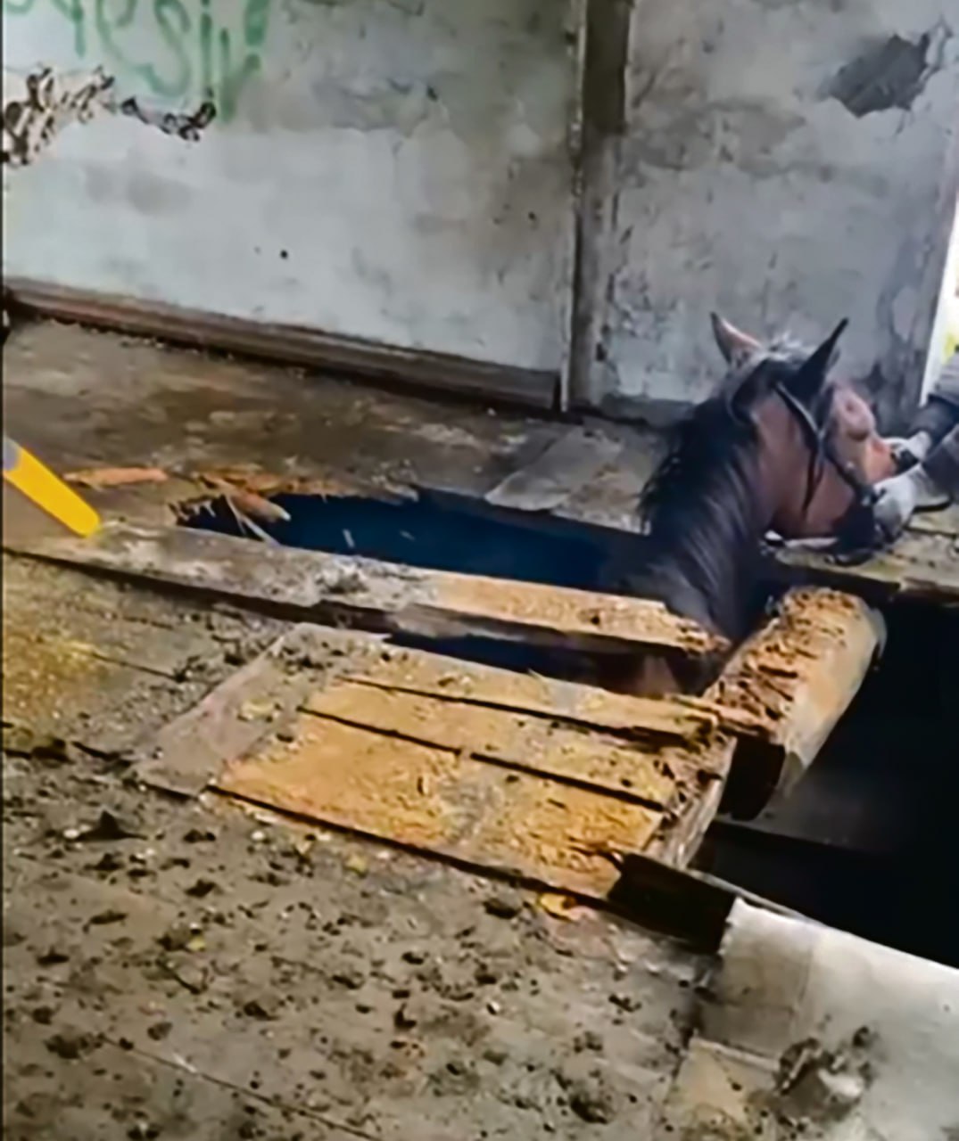 Благодарное мяуканье, лай и чириканье: сотрудникам «Безопасного города» порой приходится спасать не только людей, но и оказавшихся в беде зверей и птиц Благодарное мяуканье, лай и чириканье: сотрудникам «Безопасного города» порой приходится спасать не только людей, но и оказавшихся в беде зверей и птиц