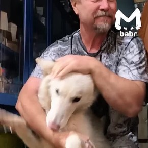 У белоснежной волчицы из Иркутского зоопарка сегодня генеральная уборка