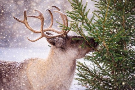 �������� ���������, ������� �������� ��� ���������� ���������, ����� ����� �������� ���������� ��� ��������