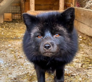 �� ������ ���������� �� ���� ����������� �� ���������� �������!