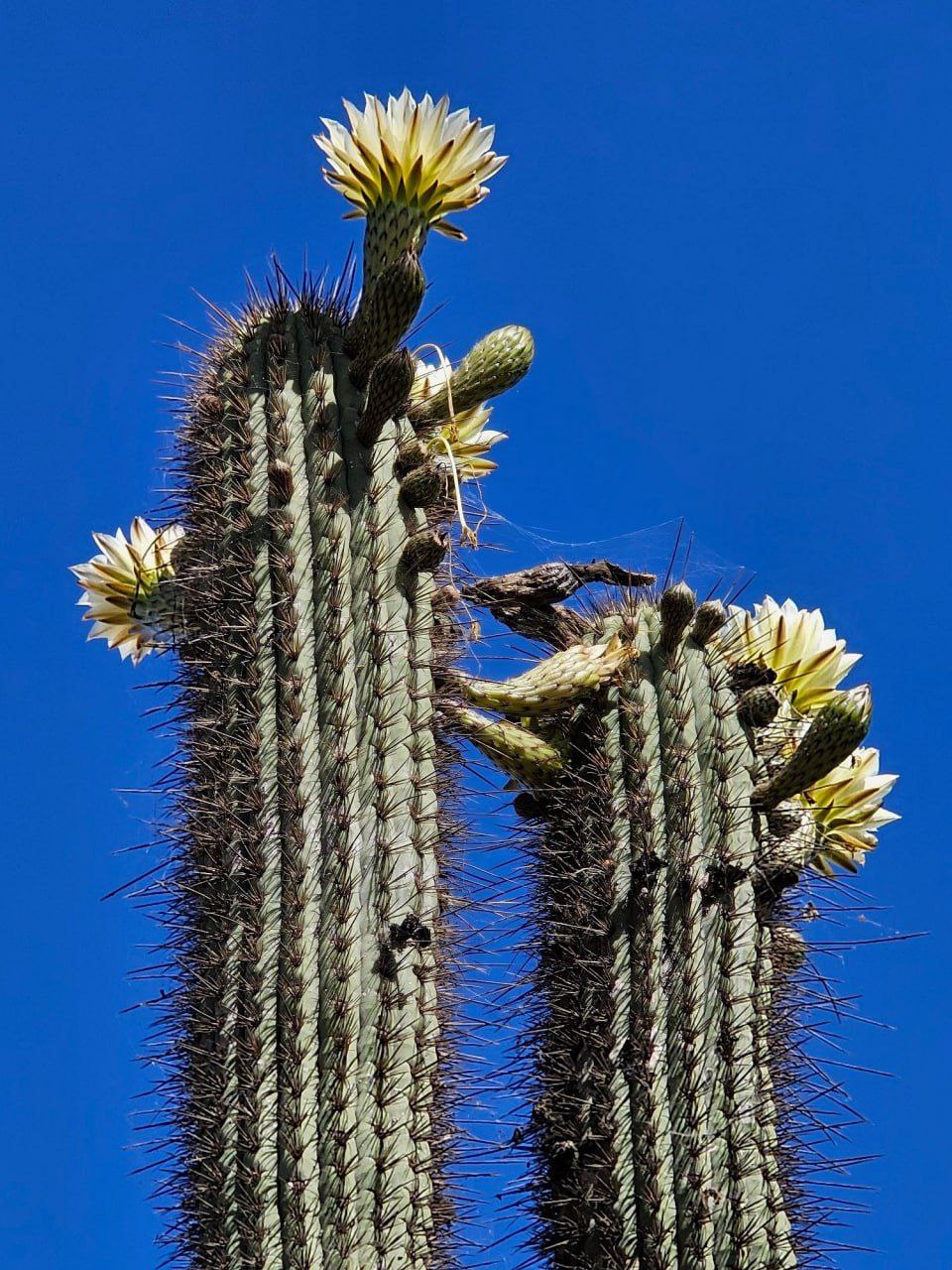 На другом конце Земного шара На другом конце Земного шара