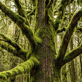 ��� ���������� �������� ��� �� �������� ��������: ������������ ������ ��� ���������