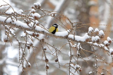 ������ �� ������: ��� ������� ���� �����