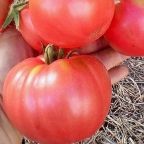 ����� �������� ������: �������� ������� ����� ���������