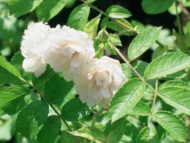 Как правильно подбирать соседей для роз: основные принципы компаньонного садоводства