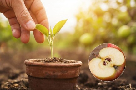 ����������� ������ �� �����: ������� ������