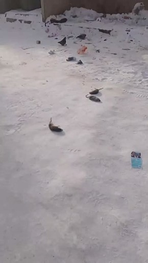 ��������� ������� ������� ���������� ������: ����������� ���������� �� -55��