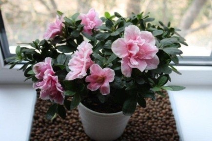 ������, ������� ����� �������� ���� ������