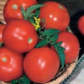 ����� ����: ������ ��������� ������ ��� ��������� ���������