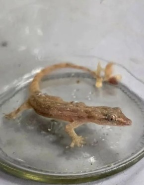 ������ ������� �������� �� �������� � ������� ������ �������