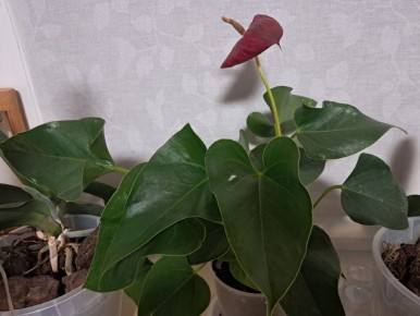 ����������� ������ ����� �� ���������� ���������� � ������ ������