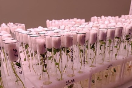 Почти 2 миллиона рублей направят в Приангарье на поддержку сельхозпроизводителей