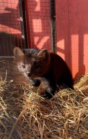 В Сибирском зоопарке в поселке Никола Иркутского района соболь Андрейка поранил свою подругу Вафельку