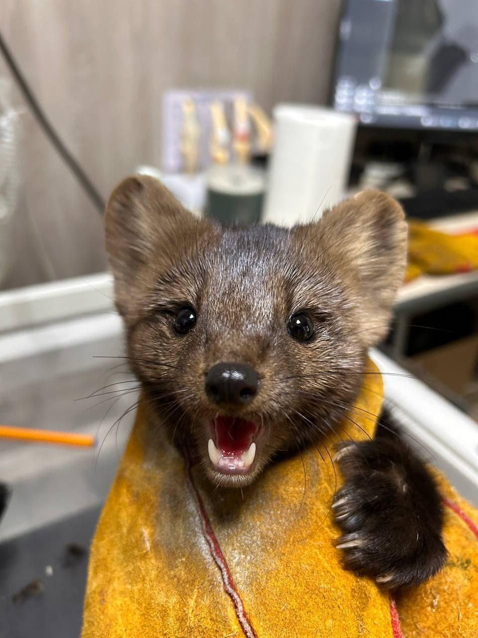 В Сибирском зоопарке в поселке Никола Иркутского района соболь Андрейка поранил свою подругу Вафельку В Сибирском зоопарке в поселке Никола Иркутского района соболь Андрейка поранил свою подругу Вафельку