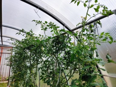 Что делать, когда помидоры достигли потолка теплицы?