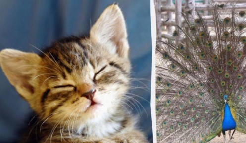 ������� � ������: ������� ������� �� ������������� ���������� �������