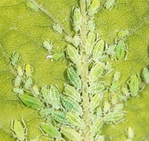 ����������� ������ ������ � ���� �� �����, ������� ������������� ��������