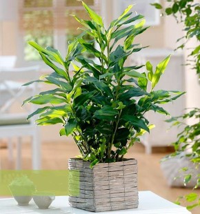 Выращивание кардамона в домашних условиях: пошаговая инструкция по уходу, размножению и секретам успешного выращивания пряного тропического растения