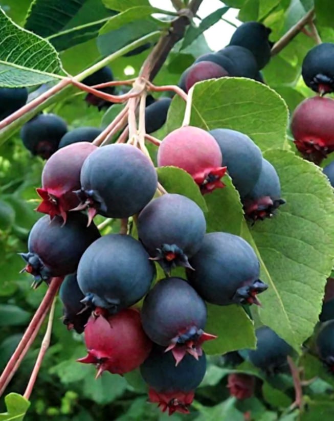 Кто любит жимолость и иргу? Приглашаем на очередное занятие в Школу садоводов Иркутска 24 января, в субботу, в 10:00, по адресу: ул. Ленина, д. 54, конференц-зал, 2 этаж