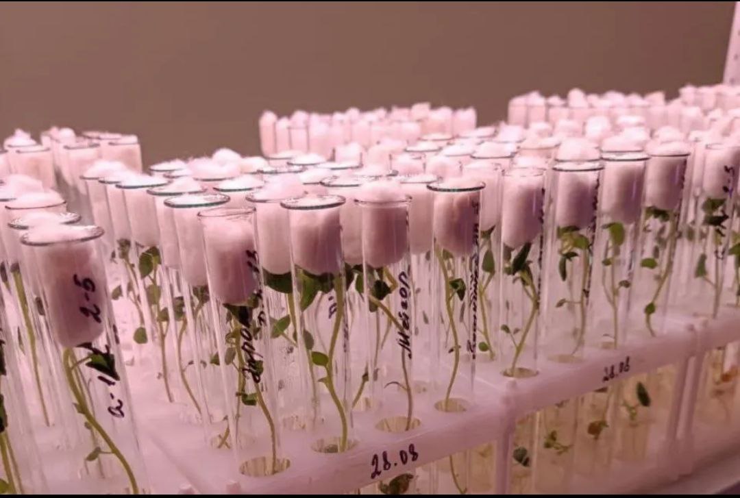 1,9 миллиона рублей направят на поддержку сельхозтоваропроизводителей, реализующих научные проекты в АПК