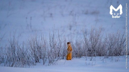 �������� ������ ������������ ����������� � �������-�������