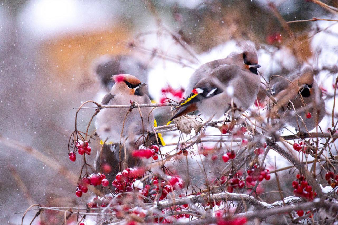 Свиристели — розовато-серые птицы с выразительным хохолком и ярко-желтыми кончиками крыльев и хвоста Свиристели — розовато-серые птицы с выразительным хохолком и ярко-желтыми кончиками крыльев и хвоста
