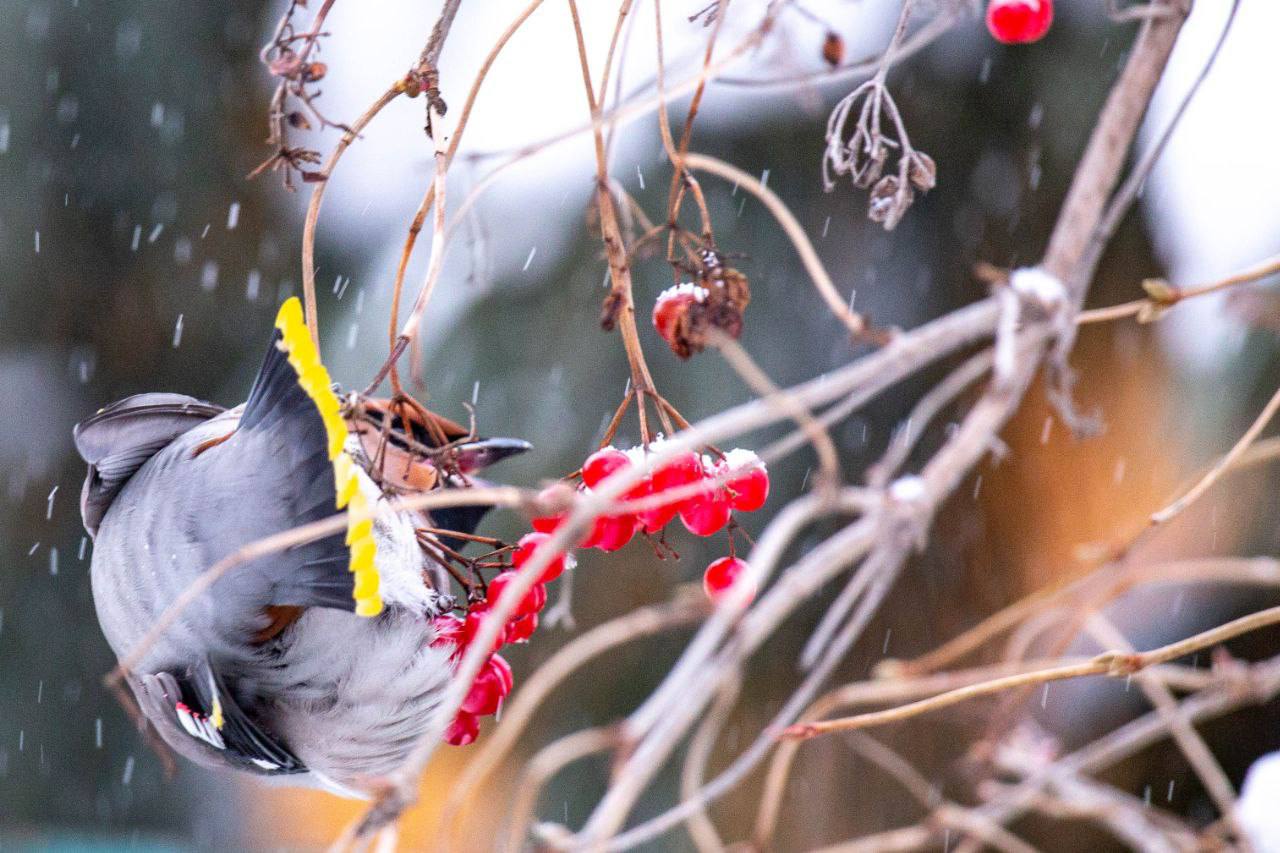 Свиристели — розовато-серые птицы с выразительным хохолком и ярко-желтыми кончиками крыльев и хвоста