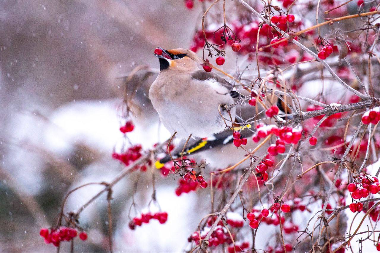 Свиристели — розовато-серые птицы с выразительным хохолком и ярко-желтыми кончиками крыльев и хвоста Свиристели — розовато-серые птицы с выразительным хохолком и ярко-желтыми кончиками крыльев и хвоста