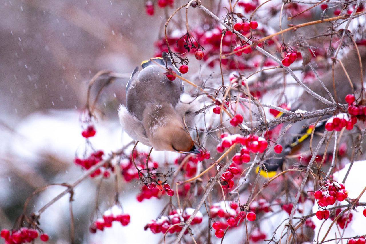 Свиристели — розовато-серые птицы с выразительным хохолком и ярко-желтыми кончиками крыльев и хвоста Свиристели — розовато-серые птицы с выразительным хохолком и ярко-желтыми кончиками крыльев и хвоста