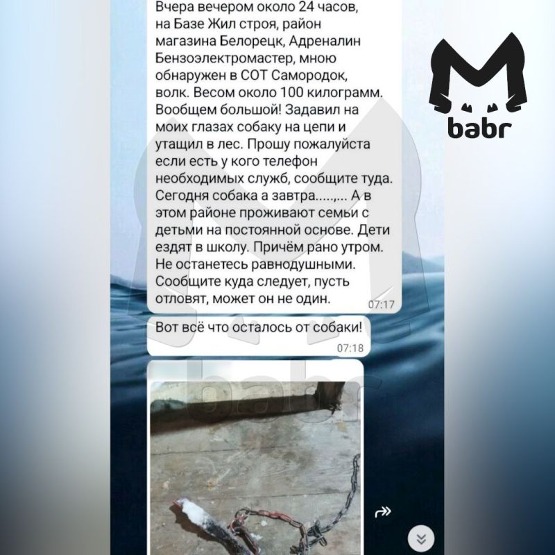 Крупный волк убил домашнюю собаку в Усть-Илимске