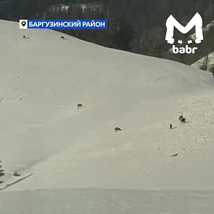 Пока вы дорабатываете этот вторник, компания изюбрей из Бурятии уже плотненько ужинает