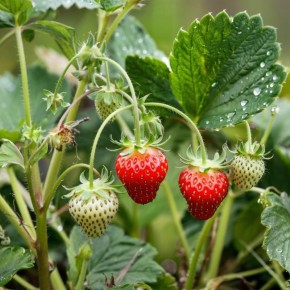 �������� ��� �������: ��� ������������ ��������� ������� ������