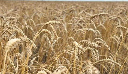 ��������� ������������� ����� ������ �� �����������