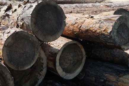 В Иркутской области участникам СВО планируют предоставить первоочередное право на приобретение древесины для собственных нужд