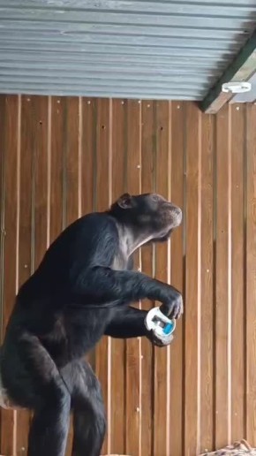 Даже Лея из Иркутского зоопарка понимает, что пожарный извещатель в доме необходим!