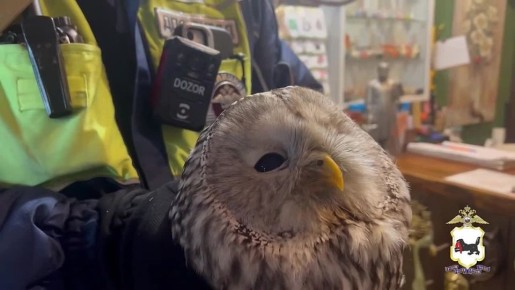 ���� ��������� �� ��������: �� ������ ��� ��������� ������ ���������� � ������� ����