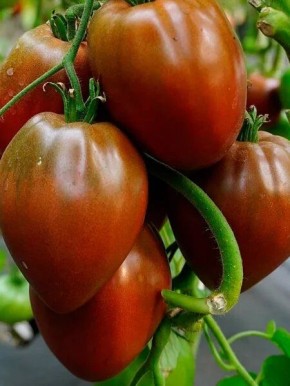 Томат Бычье сердце черное: необычный цвет и мясистые плоды в одном сорте