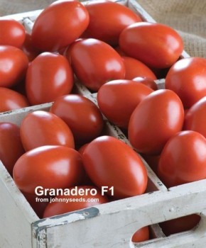 Гранадеро: выровненные плоды и устойчивый урожай в теплицах