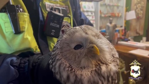 ����������� � ��������� ������� ������ �������� ����