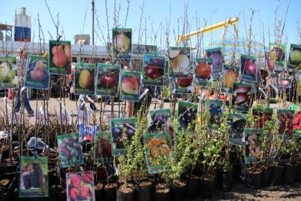 Секреты выбора качественного саженца для спокойного садоводства