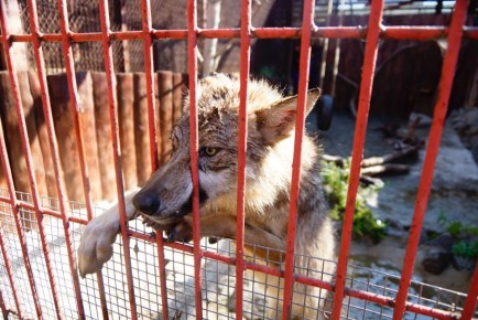 ������ � ����, ��� ��������� � ��� �������, ������ ���� � ����: ������� ���� �������� ����