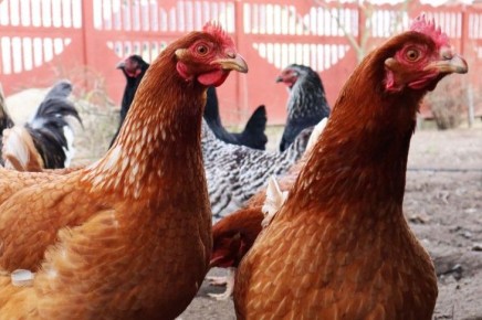 ��� ��������� ��� ����� ���� ��������� ������� ���: ������� ����� ����������